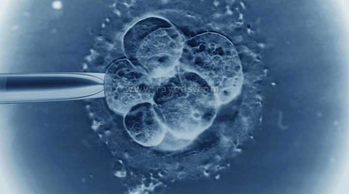 供卵技术_我的供卵试管经历_试管婴儿第五天的4bb囊胚质量到底怎么样？